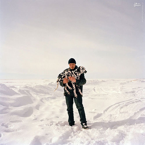 ساکنان قطب شمال +عکس