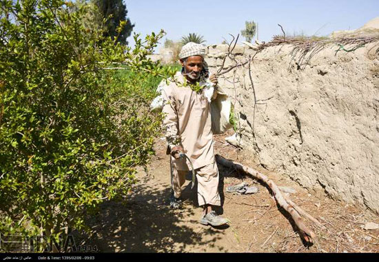 عکس: گزبافی در سیستان و بلوچستان