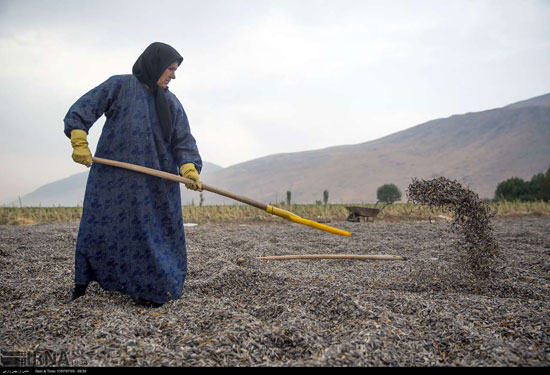 برداشت و خشک کردن تخمه در روستای «چمه»