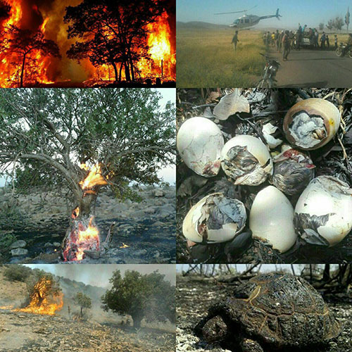 عکس: صحنه دلخراش از آتش در پاسارگاد