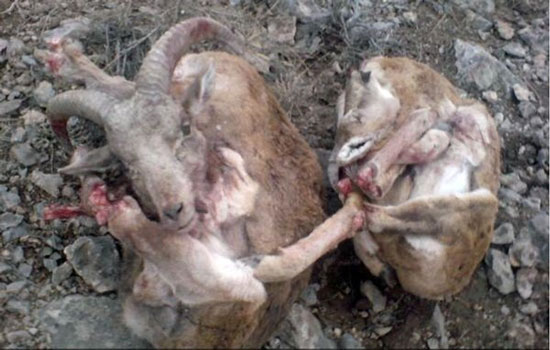 تصاویر تکان دهنده از کشتار گسترده حیوانات