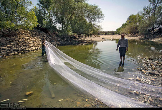 نجات ماهیان گرفتار در جنوب رودخانه زاینده رود