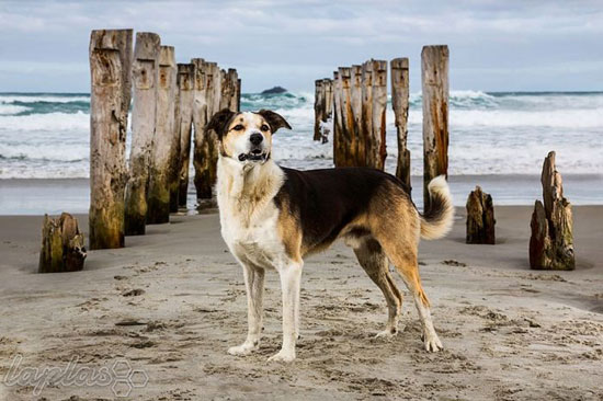 سخت کوش ترین سگ های جهان! +عکس