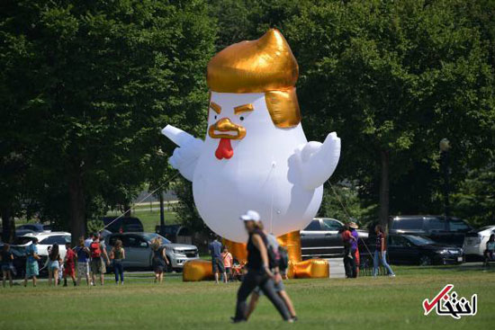 ظهور مرغ غول پیکر مقابل کاخ سفید
