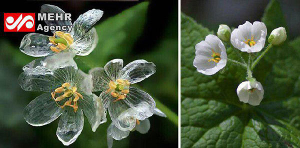 این گل در هنگام بارش باران شفاف می شود