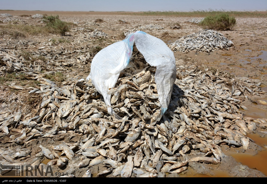 مرگ آرام میلیون‌ها ماهی در هامون
