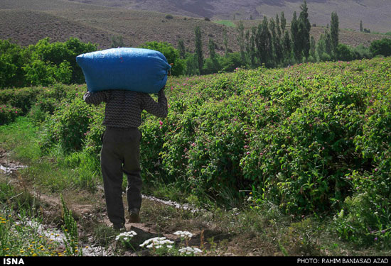 عکس: برداشت گل محمدی در لاله زار