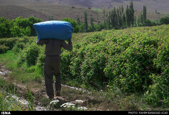 برداشت گل محمدی در لاله زار کرمان