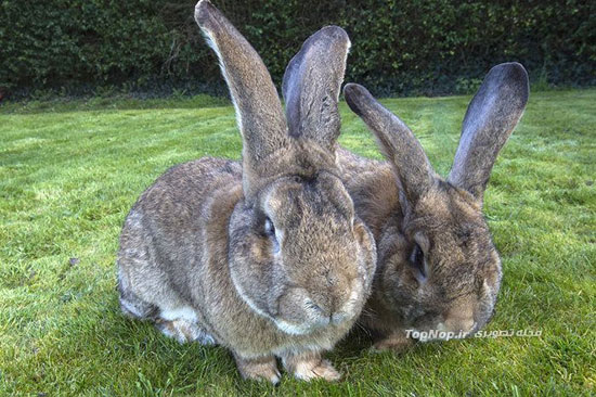 غول پیکر ترین خرگوش دنیا +عکس