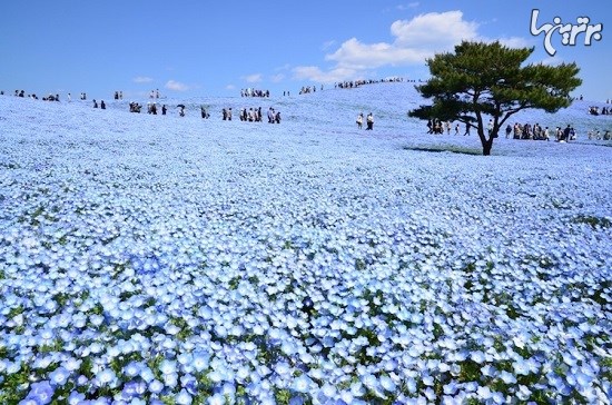 دریایی از شکوفه های آبی در پارک ژاپن