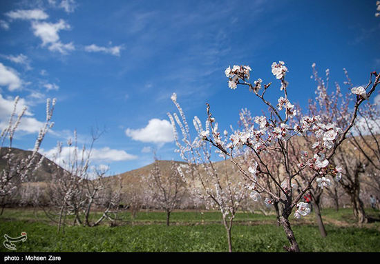 تصاویری از طبیعت بهاری اردبیل