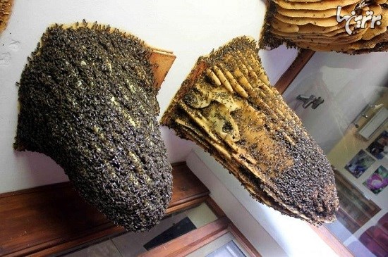 موزه زنبورهای عسل در اسپانیا