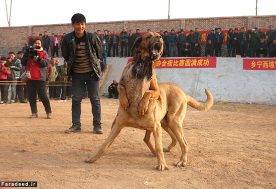 نبرد خونین سگ‌ها در جیشانِ چین +عکس