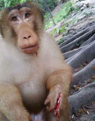 فیلم: ترقه، غذای میمون بینوا! (16+)