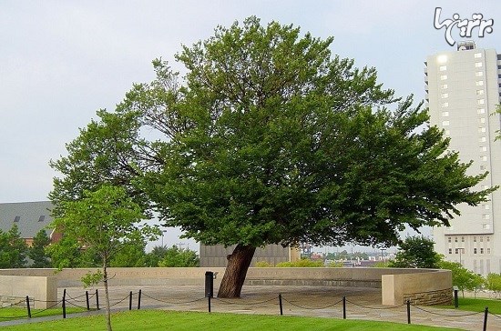 درختان بازمانده در سراسر جهان