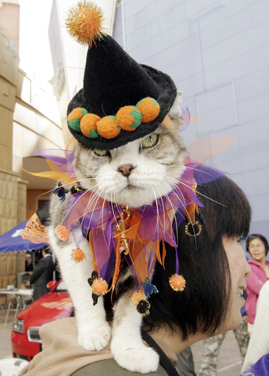 مُد لباس گربه‌ای به روایت تصویر