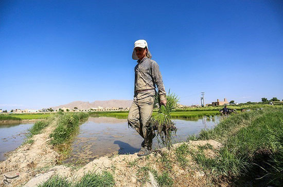 کاشت برنج در مبارکه اصفهان