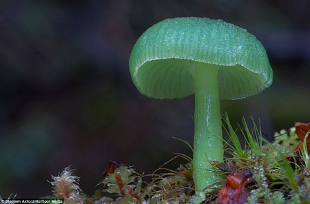 عکس: سرزمین جادویی قارچ‌ها