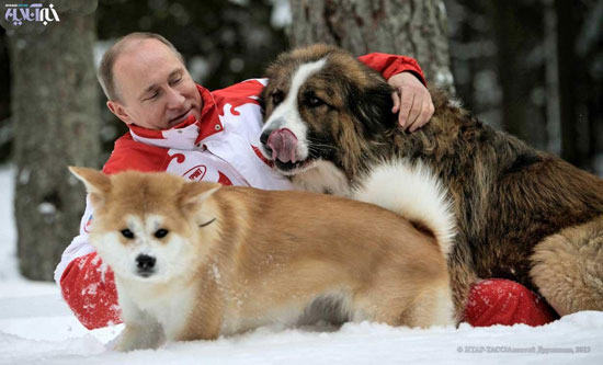 برف بازی پوتین و سگ هایش! +عکس