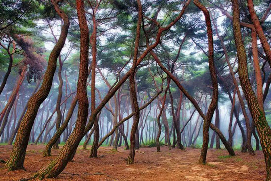 15 جنگل مرموز و شگفت انگیز دنیا +عکس