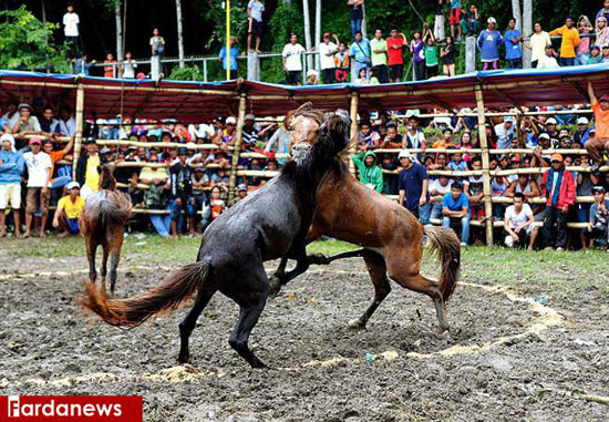 نبرد خونین اسب‌ها در فیلیپین +عکس