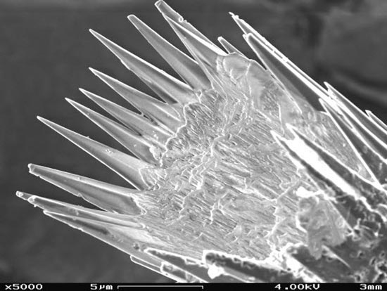 تصاویر بی‌نظیر ثبت شده با میکروسکوپ