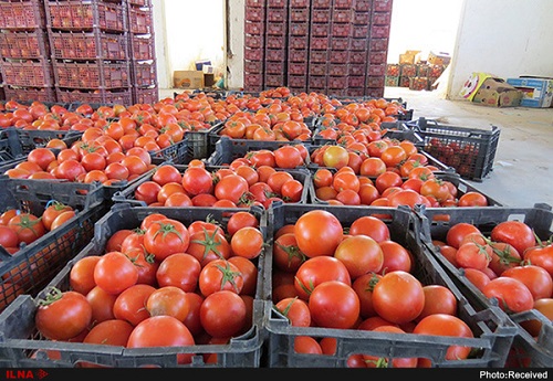 ۲۰۰ کامیون گوجه‌فرنگی ایران از عراق برگشت خورد