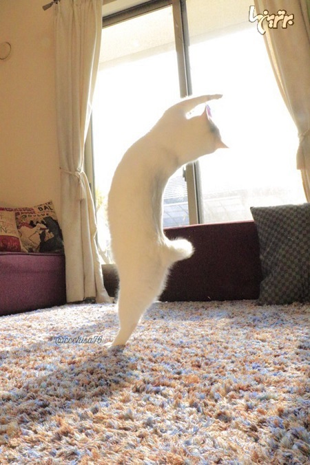 گربه بالرین! +عکس
