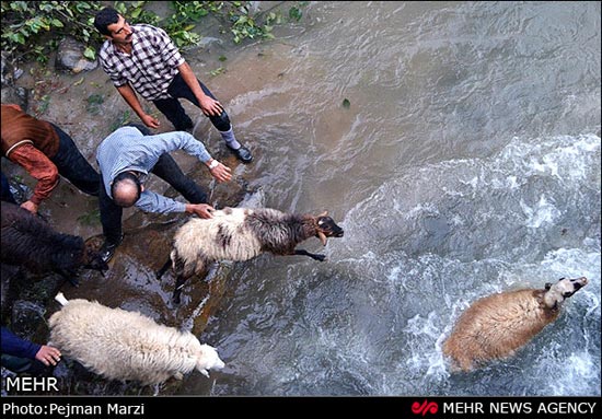 حمام عمومی گوسفندها +عکس