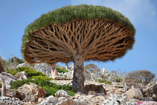 جزیره‌ی «سقطری» یمن با درختان اعجاب انگیزش