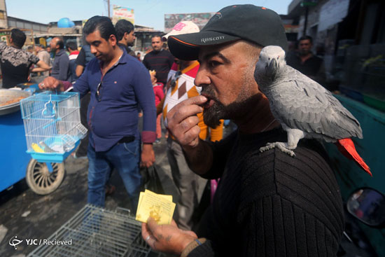 عکس: بازار خرید و فروش حیوانات در عراق