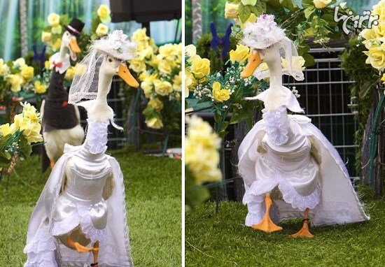رژه مد اردک ها در سیدنی