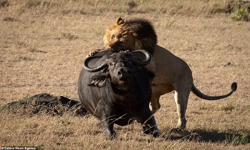 لحظه‌ای که شیر‌ها بوفالو را از پا درمی‌آورند