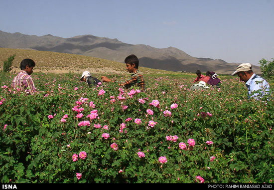 برداشت گل محمدی در لاله زار کرمان