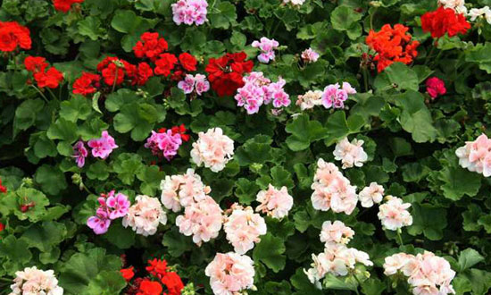 عکس: عرضه گل و گیاه در آستانه نوروز