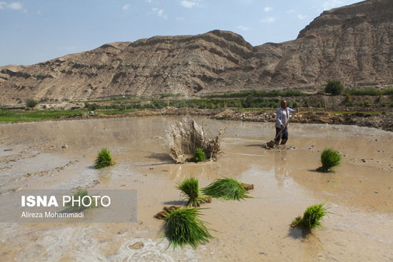 کشت برنج در شهرستان «باغملک» خوزستان