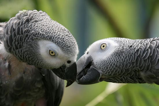 عکس: کاسکو، سخنگوترین طوطی جهان