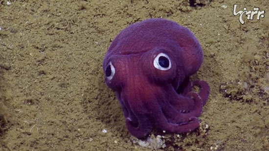 حیوانات عجیب اقیانوس که انگار از سیاره دیگری آمده اند