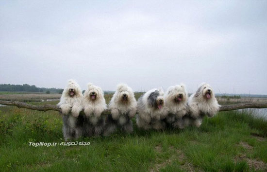 سگ های گوسفندی! +عکس