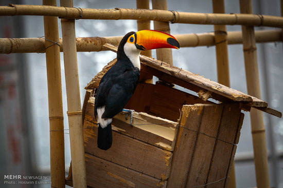 عکس: باغ پرندگان تهران