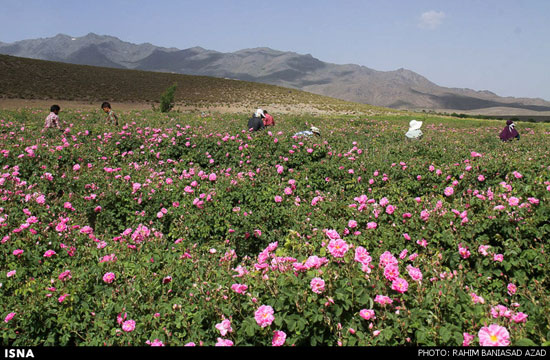 برداشت گل محمدی در لاله زار کرمان