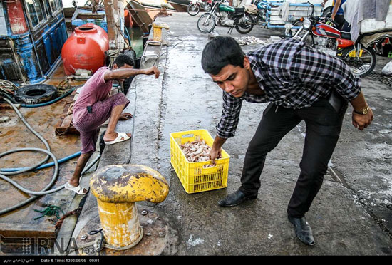 عکس: صیادی ماهی و میگو در بوشهر