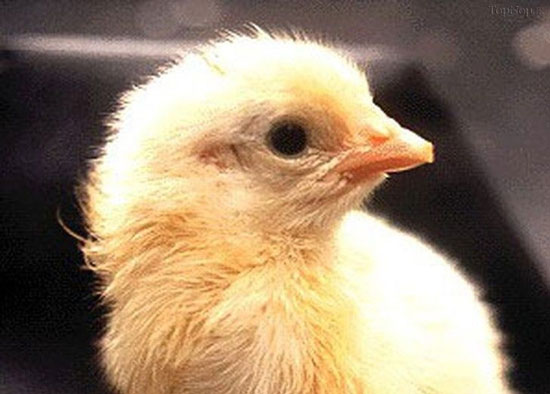 تصاویری جالب از مراحل رشد جنین مرغ