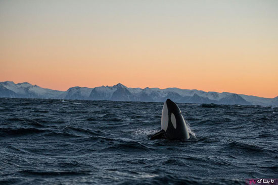 دانستنی های جالب درباره ی نهنگ قاتل «اورکا»