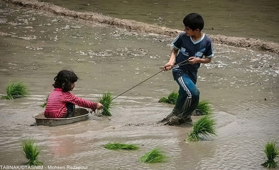 عکس: آغاز نشاکاری در مازندران