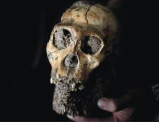 فسیل 2,000,000 ساله اجداد انسان +عکس