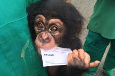 خشم فعالان محیط زیست از مرگ بچه‌ شامپانزه‌