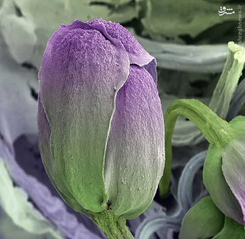 تصاویر میکروسکوپی خارق‌العاده از خوراکی‌ها