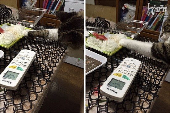 ترس مردم ژاپن از ایمنی گربه ها نسبت به موانع میخی
