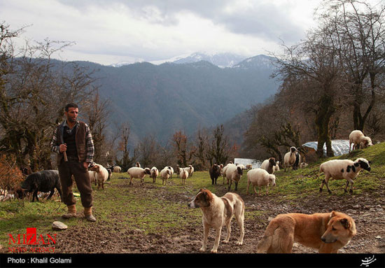 عکس: زندگی چوپانی در ارتفاعات تالش